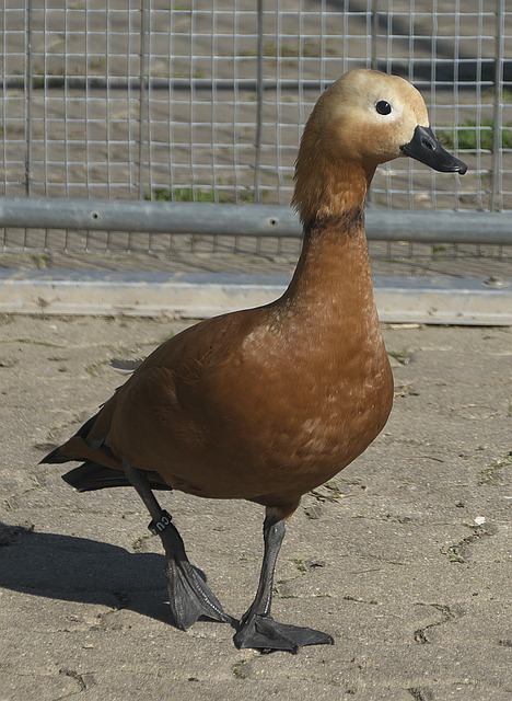 压包夹