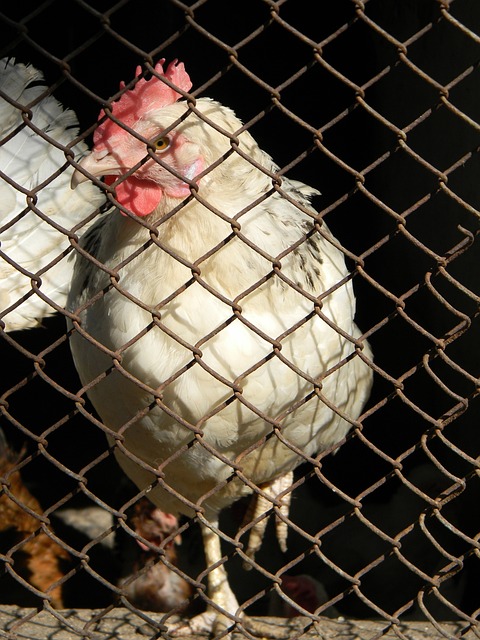 门将连续两场零封，太稳了